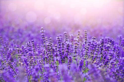 Sharon Lee-Flynn Therapy | 93 Deep Dene Pl, West Vancouver, BC V7S 1A3, Canada | Phone: (604) 719-6778