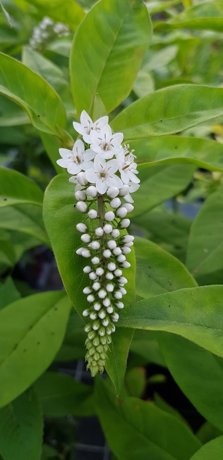 Pépinière Jardin 2000 | 2000 Chemin de la Belle Rivière, Sainte-Julie, QC J3E 1Y2, Canada | Phone: (450) 649-2622