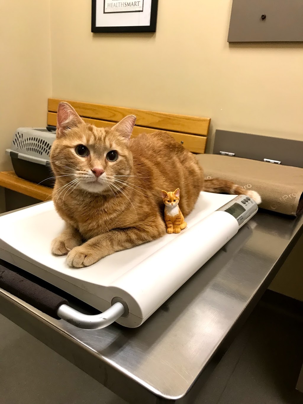 VCA Canada Calgary Trail Animal Hospital | 3803 Gateway Blvd NW #810, Edmonton, AB T6J 5M8, Canada | Phone: (780) 431-0140