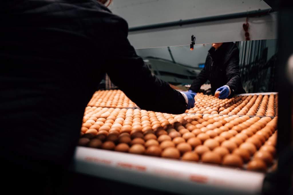 Coligny Creek Egg Co. | 4808 Mount Lehman Rd, Abbotsford, BC V4X 1Y3, Canada | Phone: (604) 856-7429
