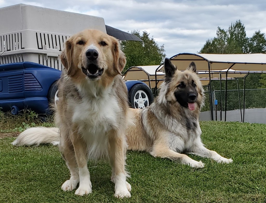 Social Puppy Pet Services | 2399 Monck Rd, Ramara, ON L3V 0P6, Canada | Phone: (705) 238-9109