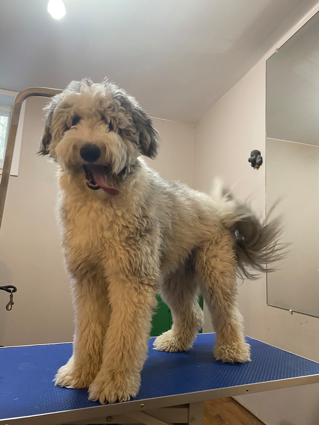 Isobel’s Pet Parlour | 13 Burnbank St, Nepean, ON K2G 0H2, Canada | Phone: (613) 204-3881