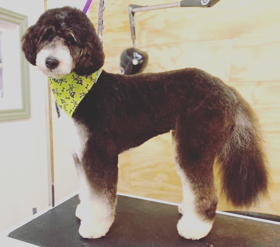 Cutting Edge K9 Pet Grooming | 1119 Goderich St #7, Port Elgin, ON N0H 2C3, Canada | Phone: (519) 386-4063