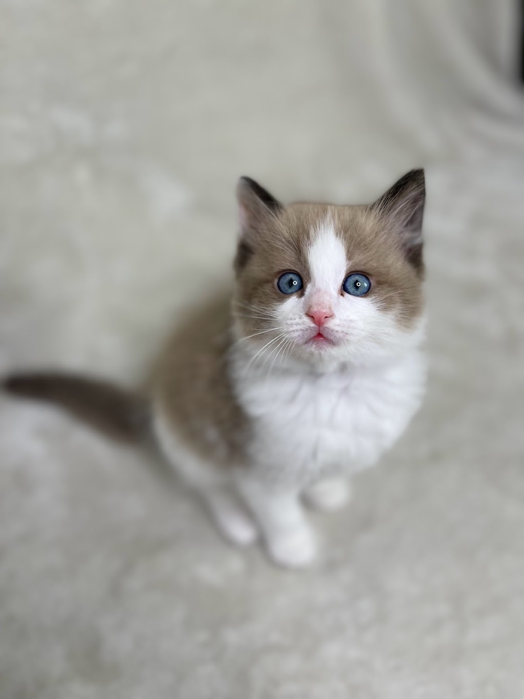 Teeny Paws Cattery | 134 Davinci Blvd, Hamilton, ON L9B 0C3, Canada | Phone: (365) 888-1258