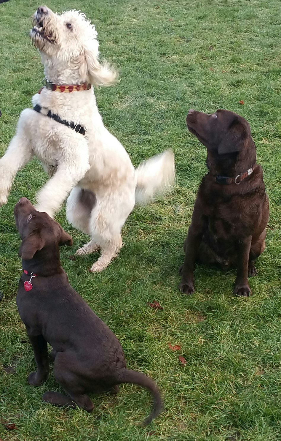 Pemberton Dog Park | Gonzales Ave, Victoria, BC V8S, Canada