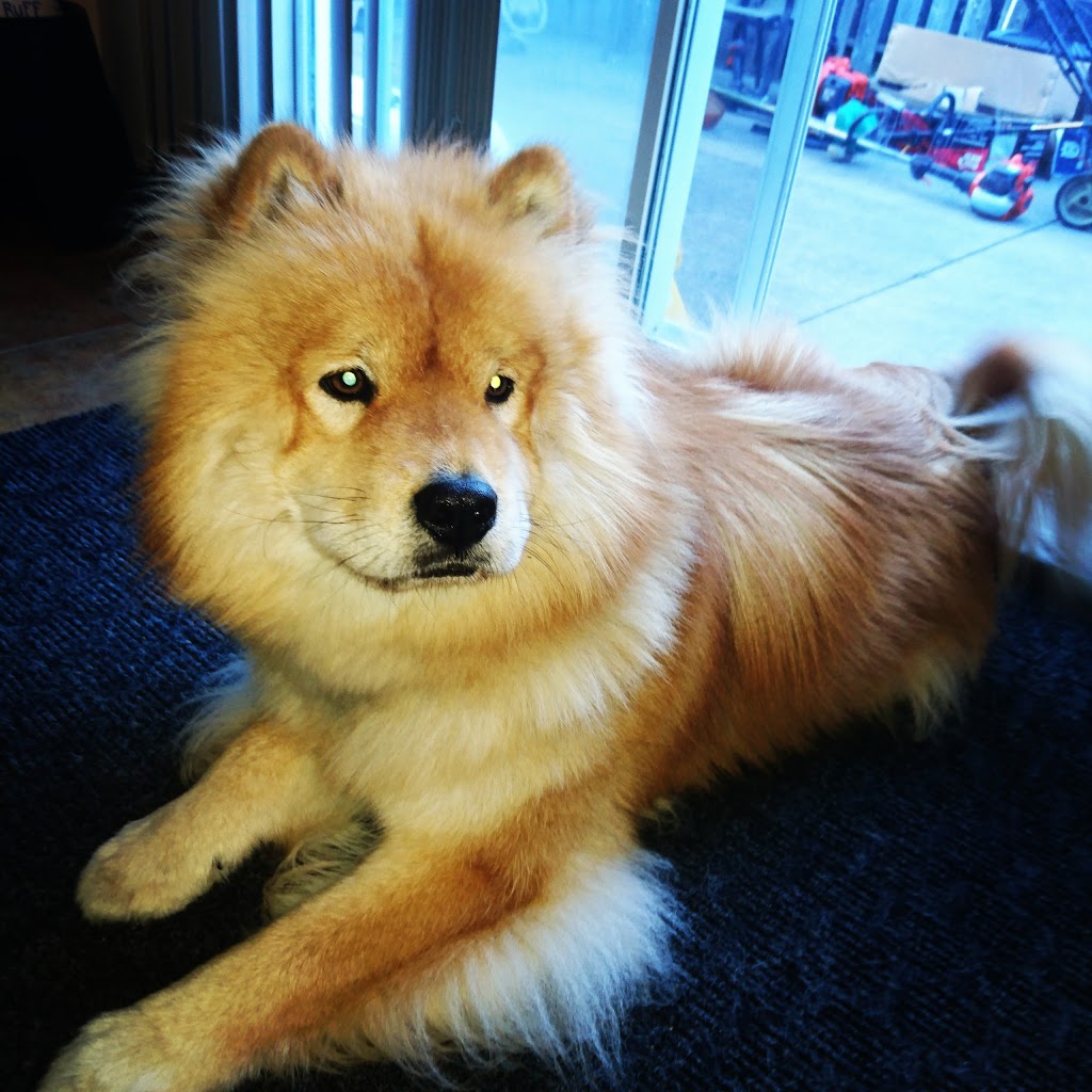 Clearwater Animal Hospital | 1117 Walker Rd, Windsor, ON N8Y 2N8, Canada | Phone: (519) 253-7204