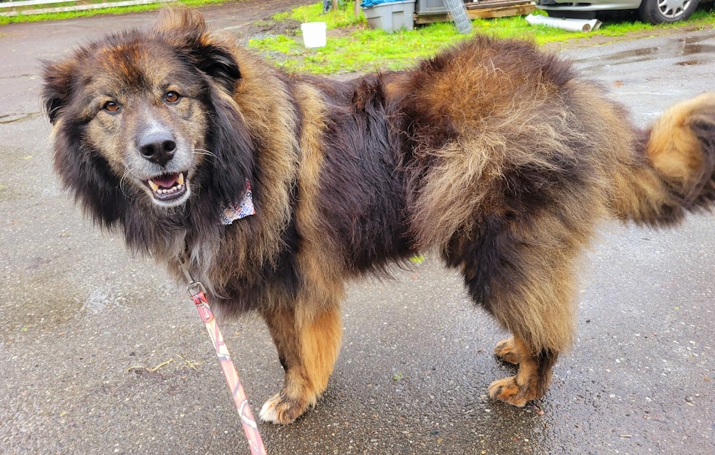The Groomery Dog Spa | 1275 242 St, Langley, BC V2Z 1L2, Canada | Phone: (778) 246-3647