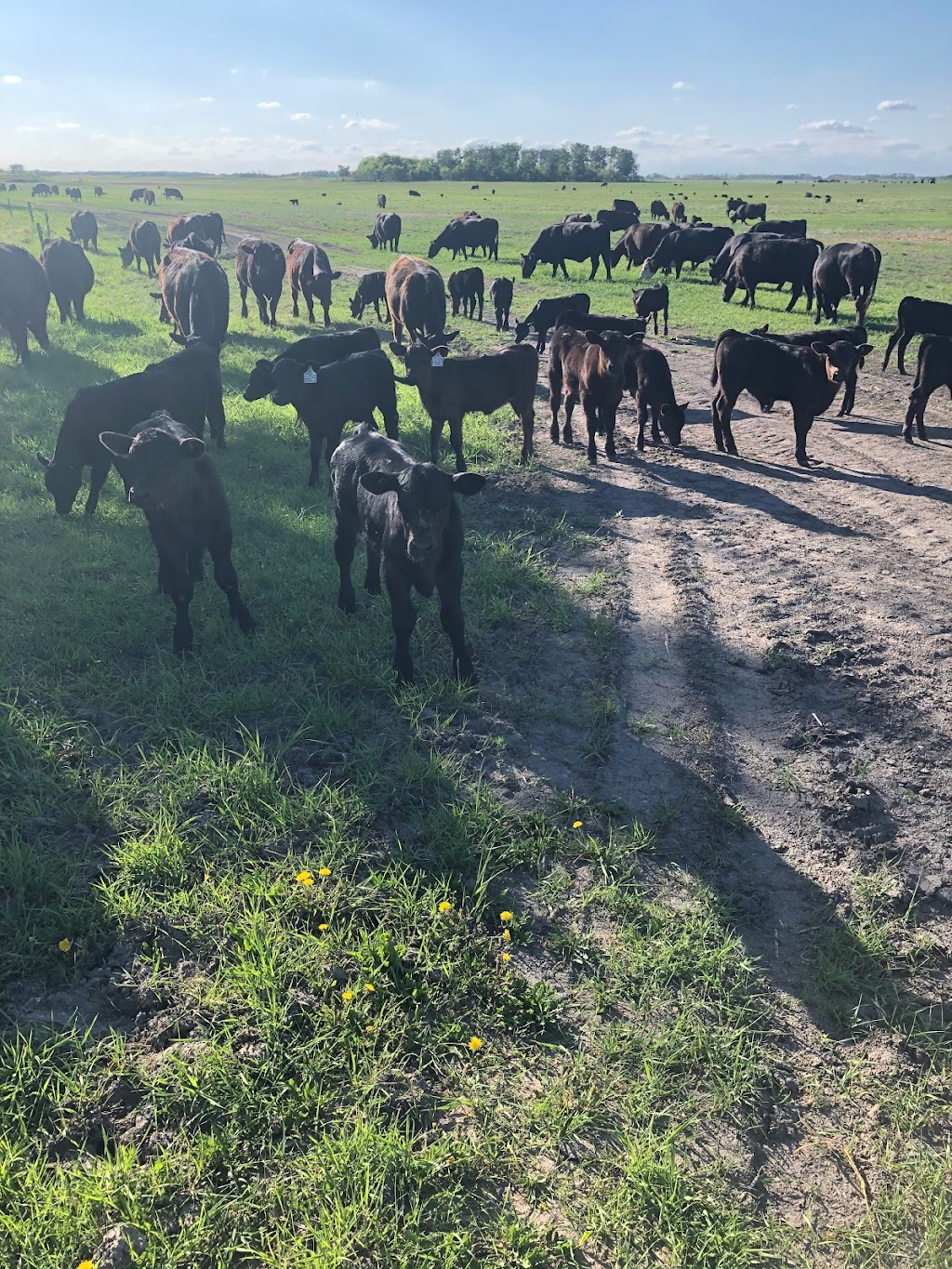 Agri-Vet Alberta | RR1, Westlock, AB T7P 2N9, Canada | Phone: (780) 977-9615
