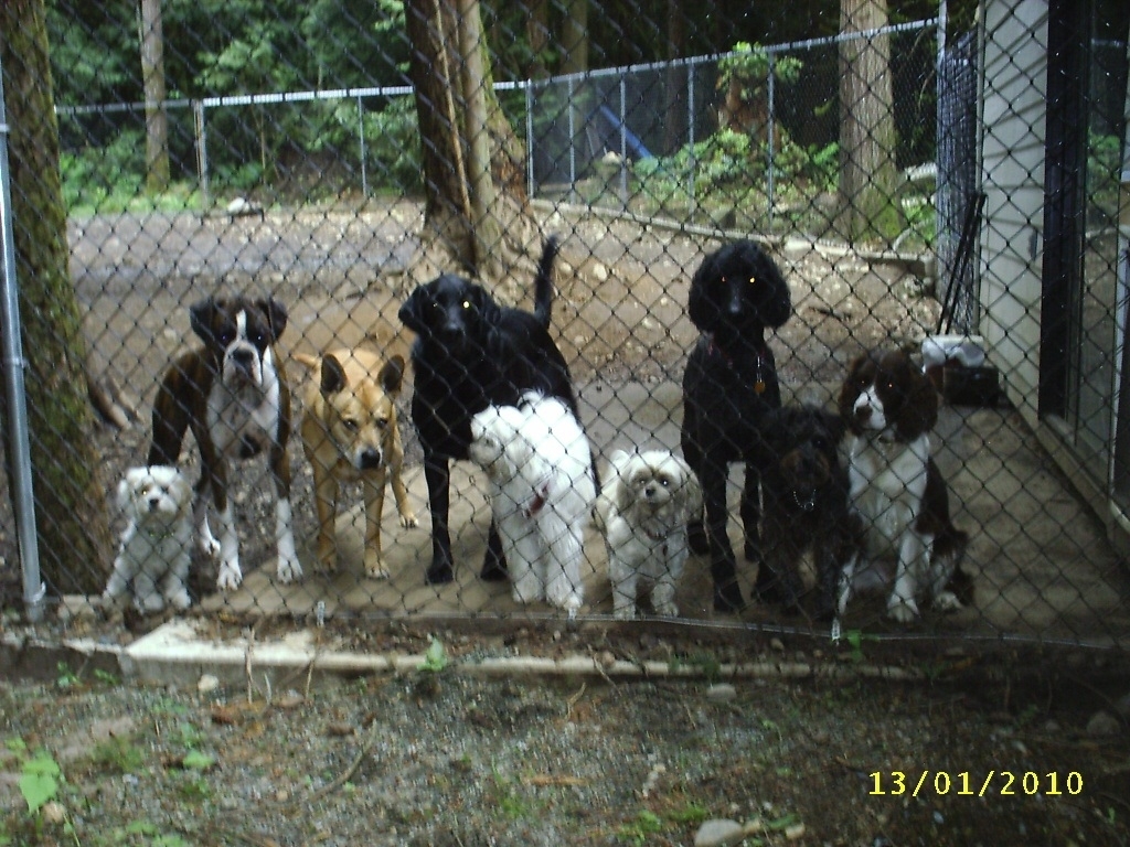 Happy Tails Dog Daycare | 2285 Sylvester Rd RR 2, Shawnigan Lake, BC V0R 2W2, Canada | Phone: (250) 743-9897