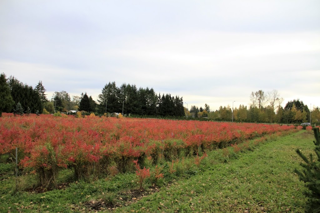 Formosa Nursery | 12689 203 St, Maple Ridge, BC V2X 4A1, Canada | Phone: (604) 465-3359