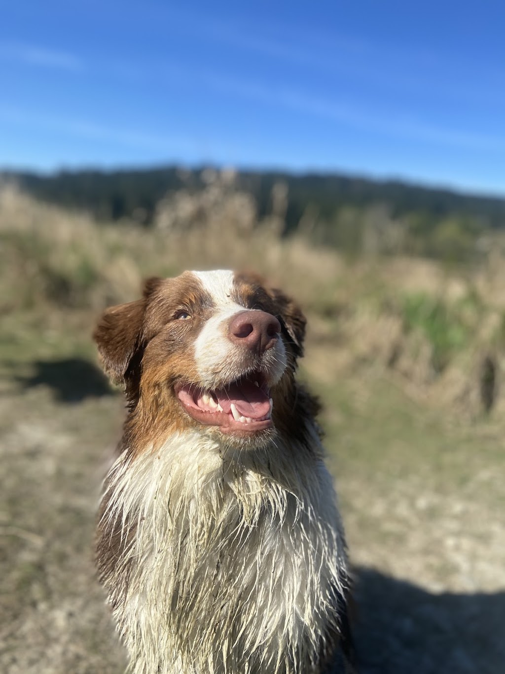Local Bark Adventures | 20 Douglas St, Victoria, BC V8V 2N6, Canada | Phone: (250) 886-9000