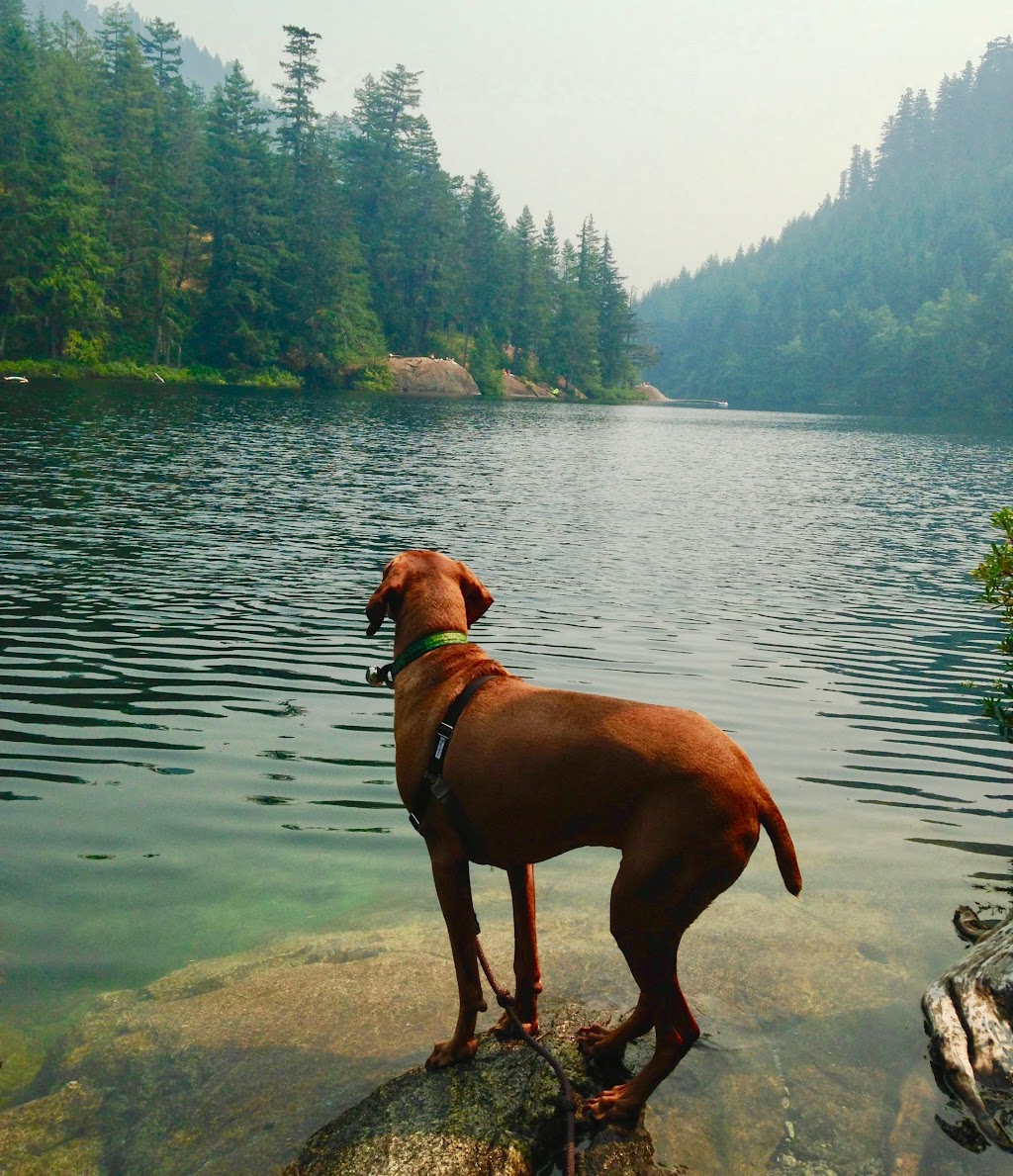 Mountain Bound Hounds | 1821 Willow Crescent, Squamish, BC V8B 0L9, Canada | Phone: (604) 849-2966