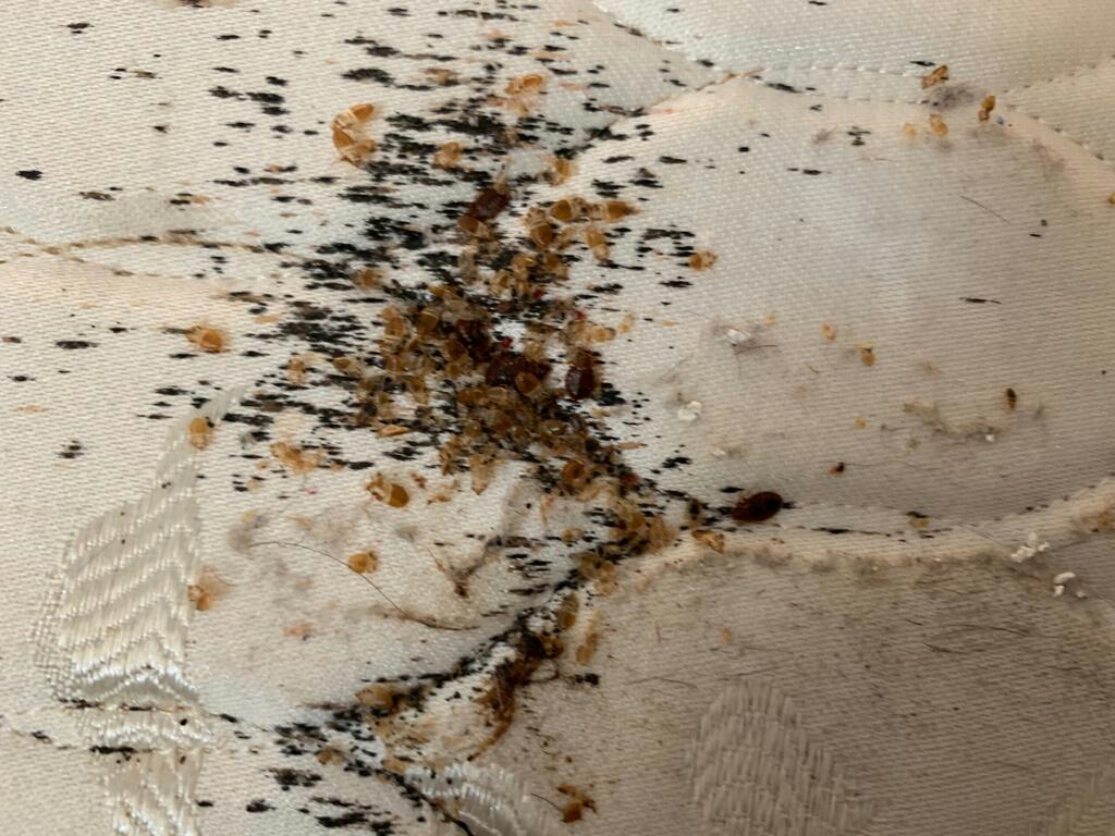 Pest control Abbotsford | Activebc Pest Exterminators Ants ,Bed  | 36397 Samtree Pl, Abbotsford, BC V2G 2M5, Canada | Phone: (778) 695-7777