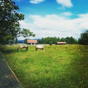 M & M Connemaras Horse Farm | 24680 80 Ave, Langley City, BC V1M 3P3, Canada | Phone: (604) 220-0908