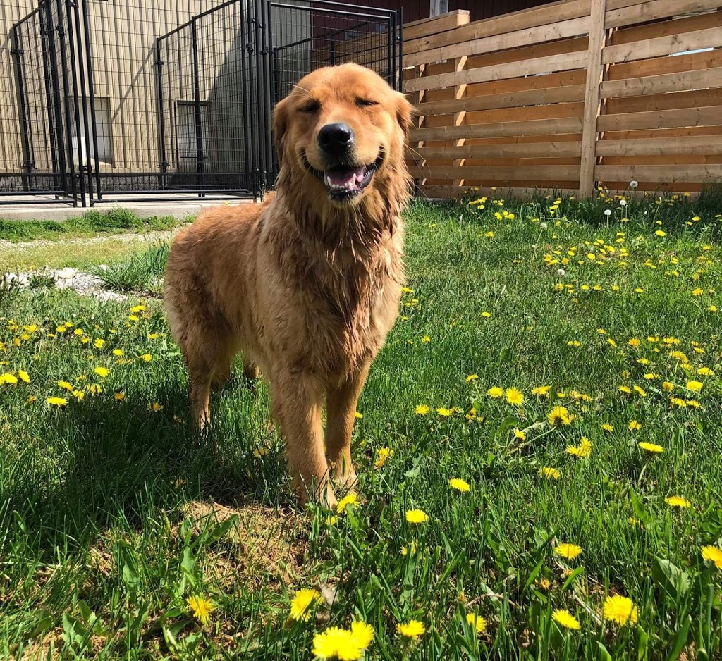 Tails In Trails Pet Resort | 133668 Allan Park, Hanover, ON N4N 3B8, Canada | Phone: (519) 364-3311