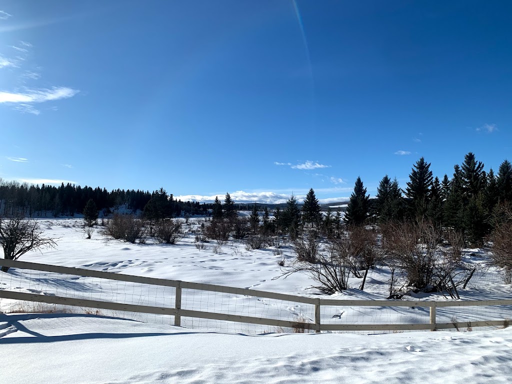 Black Diamond Land & Cattle Co. | Range Rd 25A, Millarville, AB T0L 1K0, Canada | Phone: (403) 408-7585