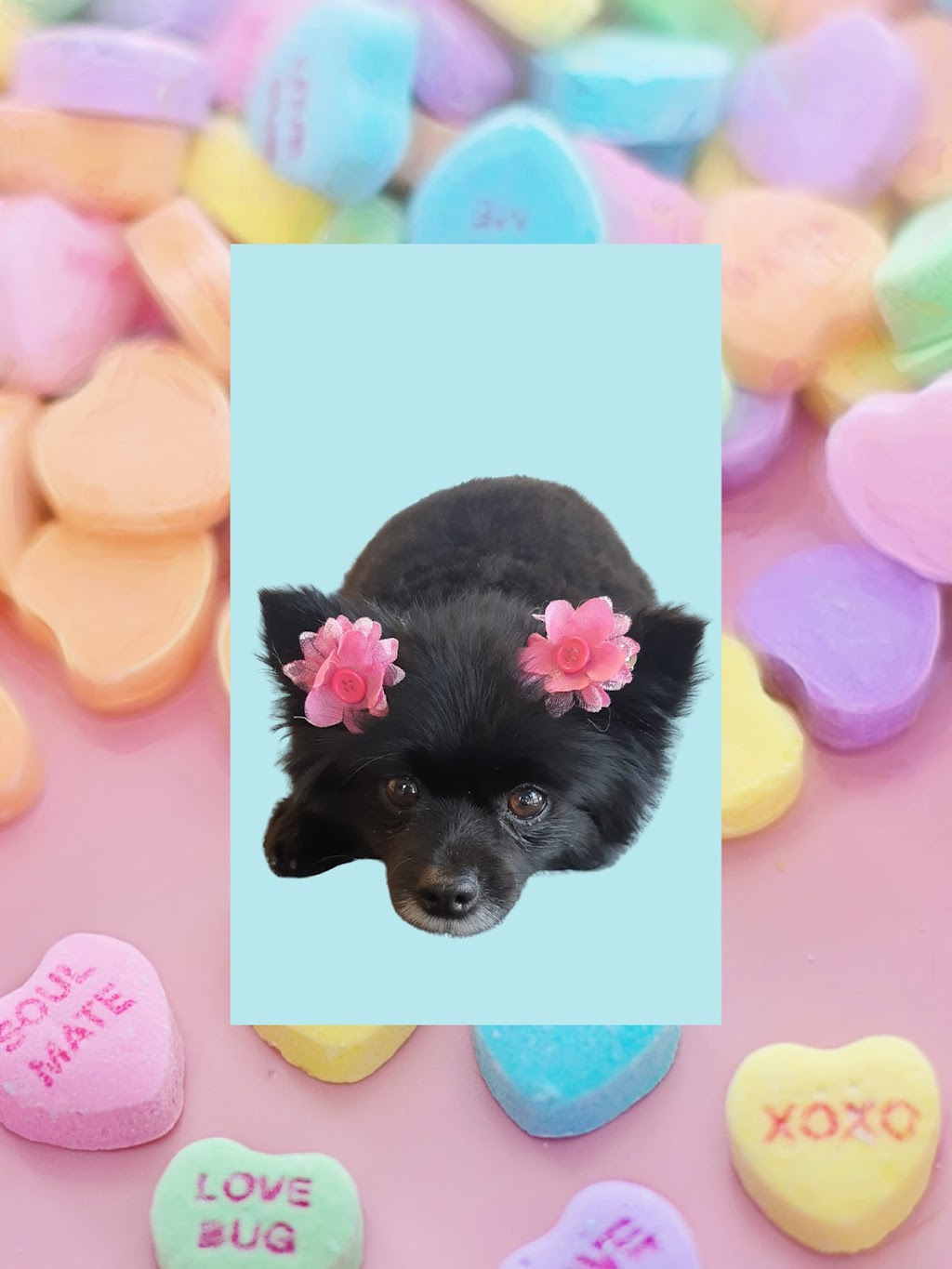 JP Grooming | 11 Shannon Rd, Bloomfield, ON K0K 1G0, Canada | Phone: (613) 848-5882