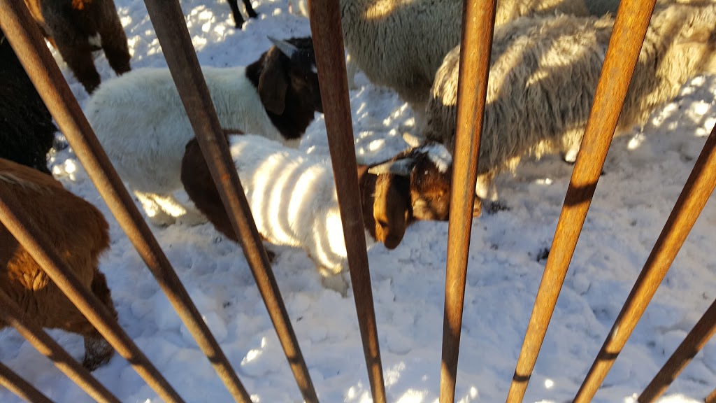 Ron Goat Farm | AB-836, Carbon, AB T0M 0L0, Canada | Phone: (403) 572-3136