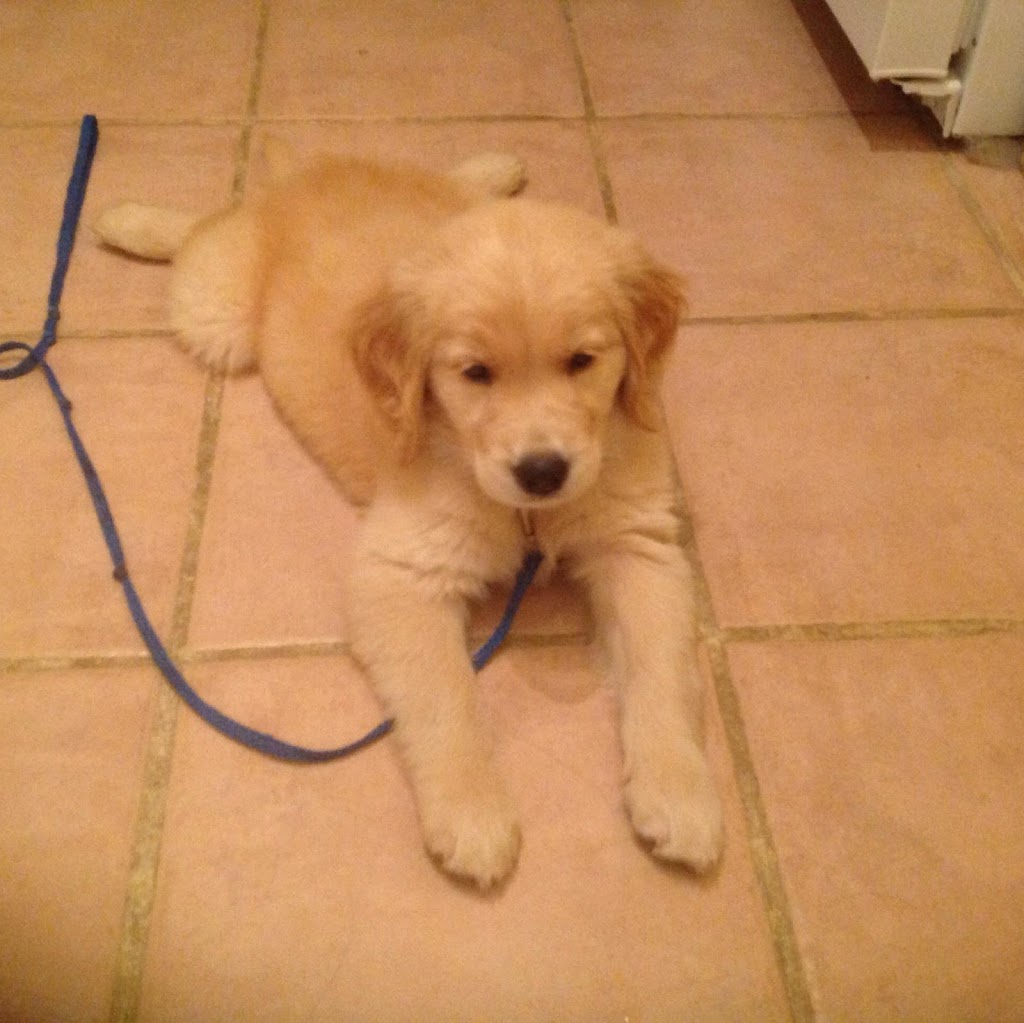 On Golden Paws-Puppy and Dog Training, Puppy Imprinting Service | Varna, ON N0M 2R0, Canada | Phone: (519) 233-3647