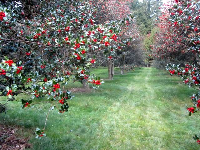 Sunnyside Farm | 3405 Willshire Rd, Chemainus, BC V0R 1K2, Canada | Phone: (250) 246-2551