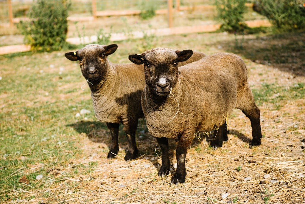 Heart & Sol Coastal Farm | 6282 Crowston Rd, Sechelt, BC V0N 3A5, Canada | Phone: (604) 710-4992