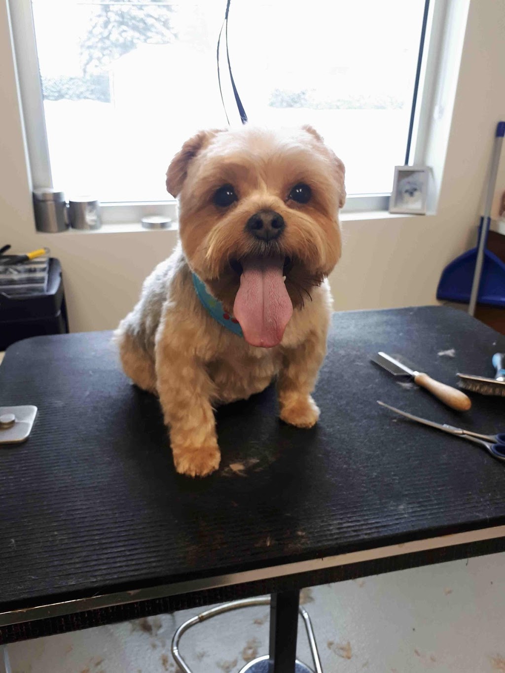 Star Canine | 4000 Boulevard de Shawinigan-Sud, Shawinigan-Sud, QC G9P 4G2, Canada | Phone: (819) 536-0686