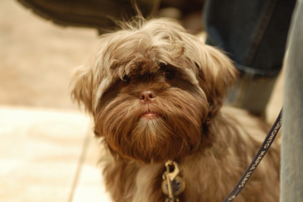 PAWS-ITIVE PUPPIES | 670 Taunton Rd W, Oshawa, ON L1H 7K4, Canada | Phone: (905) 430-3647
