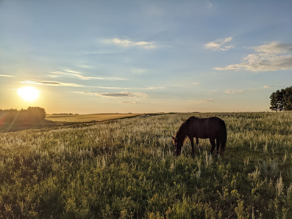 Heart Echo Equines | Range Rd 140, Killam, AB T0B 2L0, Canada | Phone: (780) 385-8816