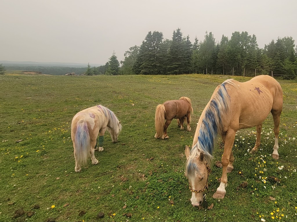 Ferme Sirois | 495 Rue Principale, Colombier, QC G0H 1P0, Canada | Phone: (581) 726-2105
