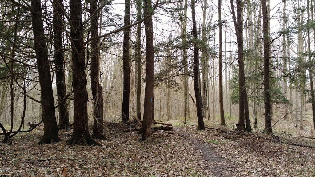 Joanys Woods | Unnamed Road, Lambton Shores, ON N0M 2N0, Canada