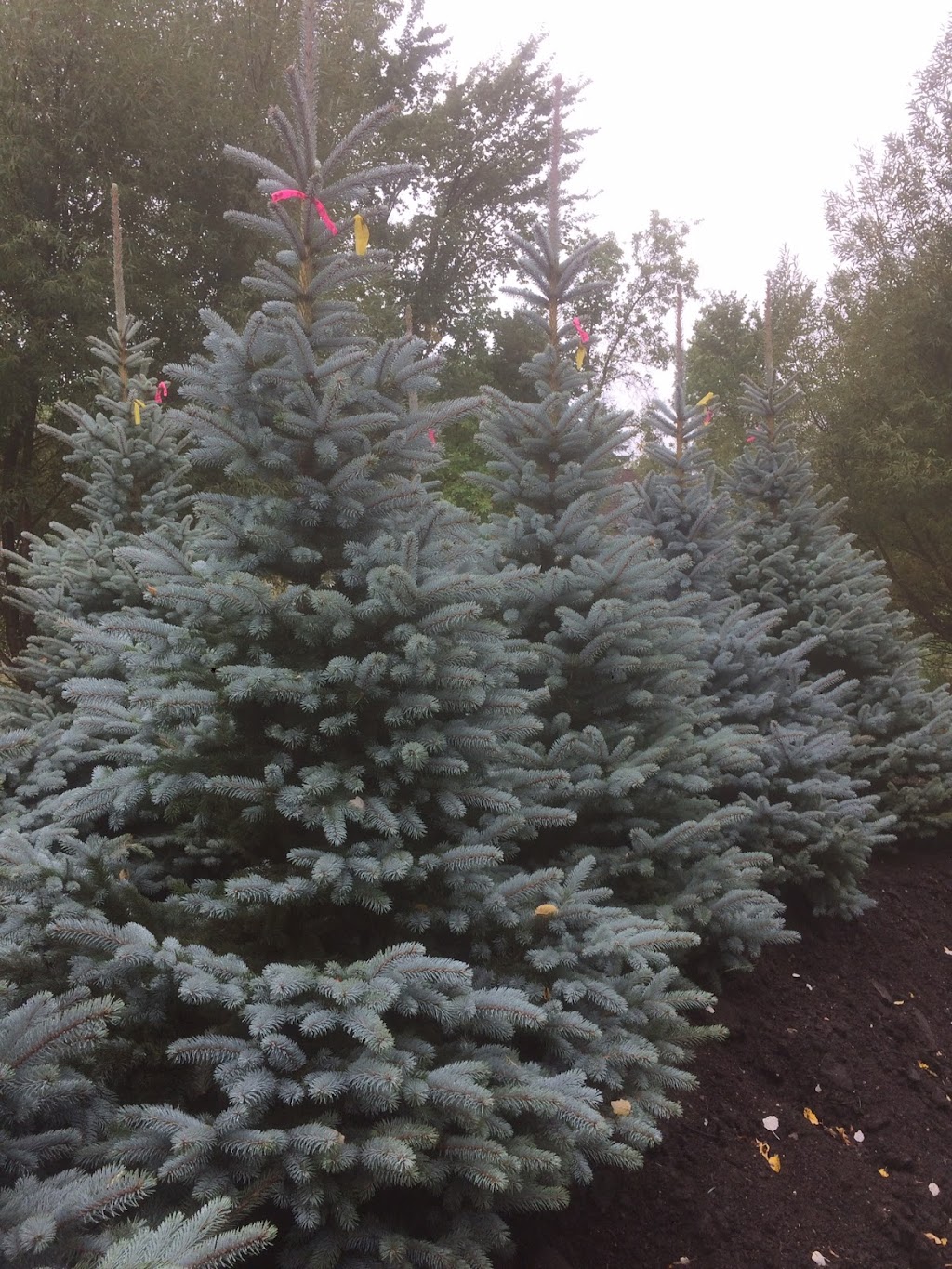 Waynes Tree Moving Inc | 73025 Kirkness Rd, Selkirk, MB R1A 2A8, Canada | Phone: (204) 757-2996