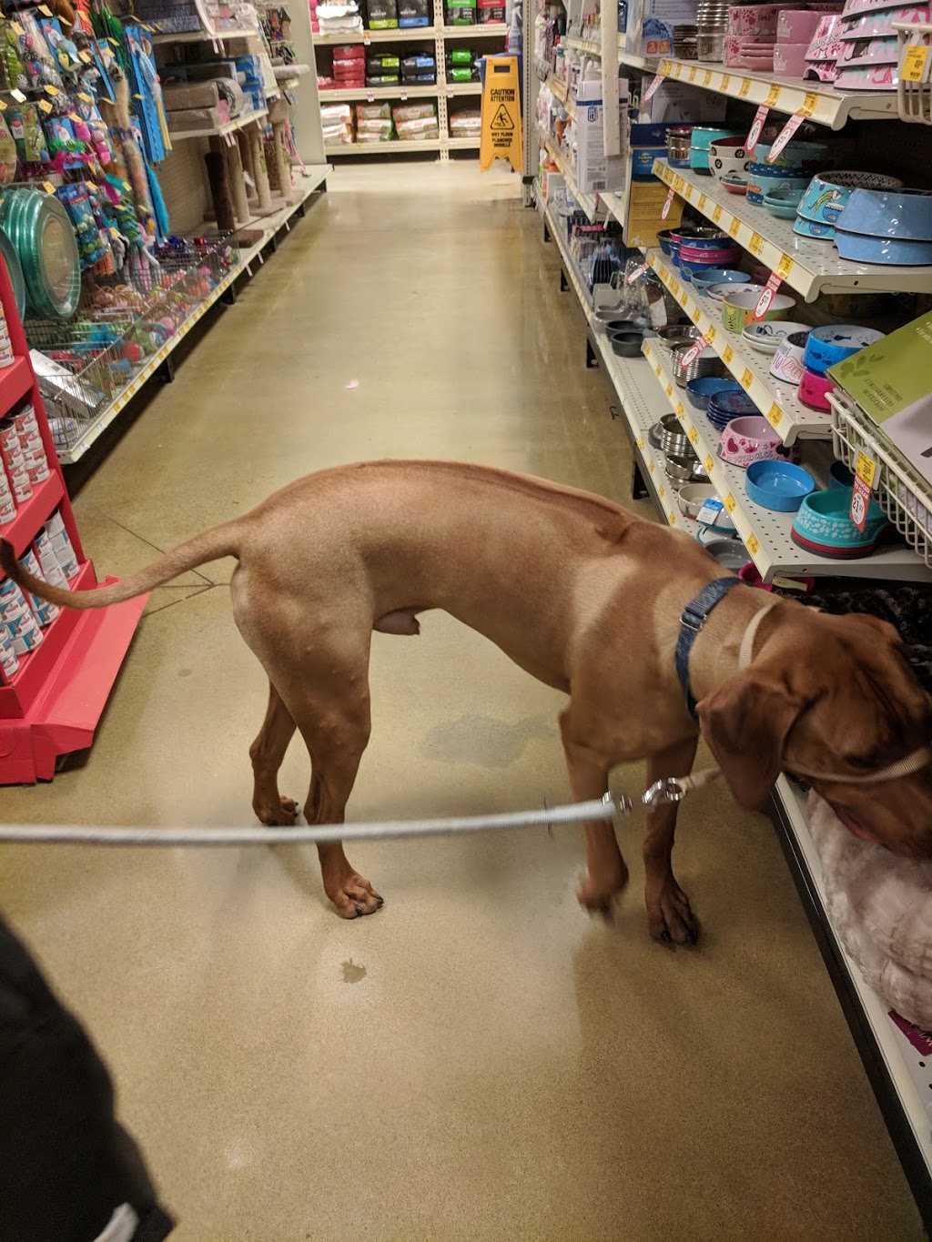 PetSmart | 320 Taunton Rd. East - Unit E1b, Whitby, ON L1R 0H4, Canada | Phone: (905) 655-1276