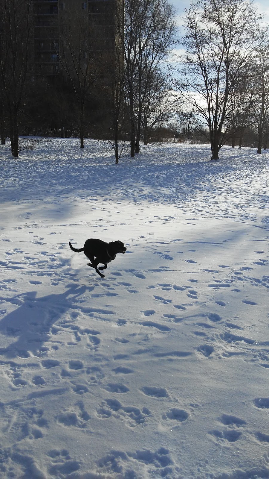 Caesars Dog Park | 941 Commissioners Rd E, London, ON N5Z 4N1, Canada | Phone: (519) 661-2500 ext. 4570