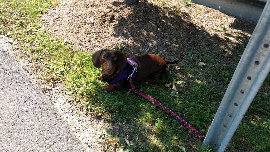 Carolines Dog Training | Barrhaven, Ottawa, ON K2J 3V2, Canada | Phone: (343) 540-9973