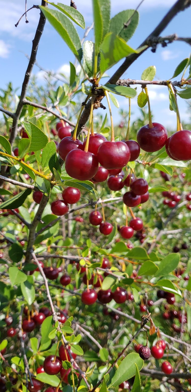 Prairie Berry Farm | 51220 Range Rd 213, Sherwood Park, AB T8G 1G1, Canada | Phone: (780) 662-7669