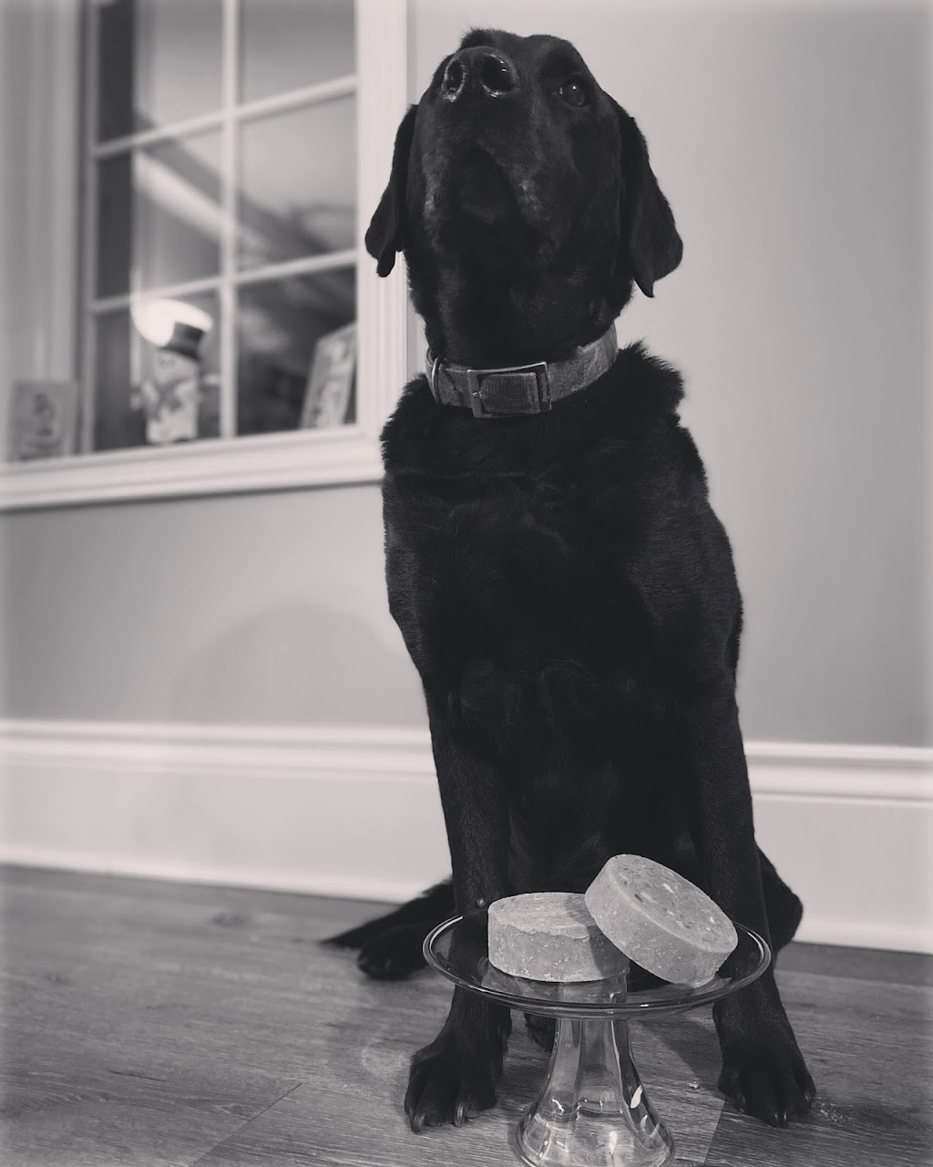 Alpha Advantage Raw Dog Food | 41829 Forks Rd, Wainfleet, ON L0S 1V0, Canada | Phone: (289) 213-2580