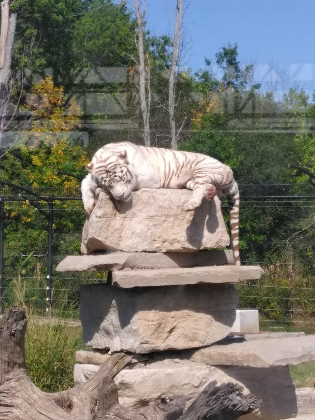 Safari Niagara | 2821 Stevensville Rd, Stevensville, ON L0S 1S0, Canada | Phone: (905) 382-9669