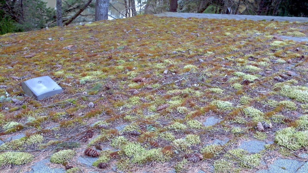 Ranger Industries Moss removal/ Roof Treatment | 923 Jenkins Ave, Victoria, BC V9B 2N8, Canada | Phone: (250) 661-2241