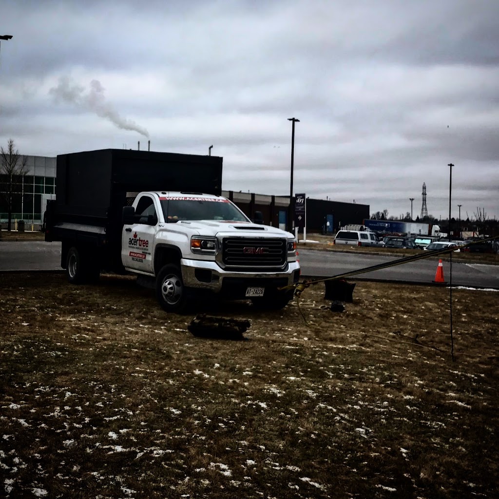 Acer Tree | 111 Arlington Ave, Oshawa, ON L1G 2N5, Canada | Phone: (905) 243-0225