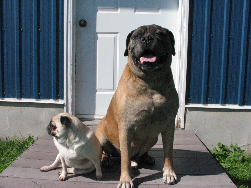 Paw Prints Pet Boarding | 2290 County Rd 10, Picton, ON K0K 2T0, Canada | Phone: (613) 476-1218
