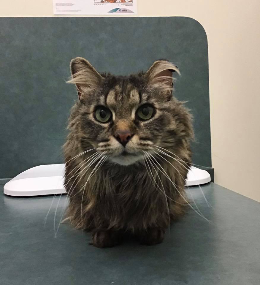 Kenaston Veterinary Hospital | 110-2355 McGillivray Blvd, Winnipeg, MB R3Y 0A1, Canada | Phone: (204) 219-6607