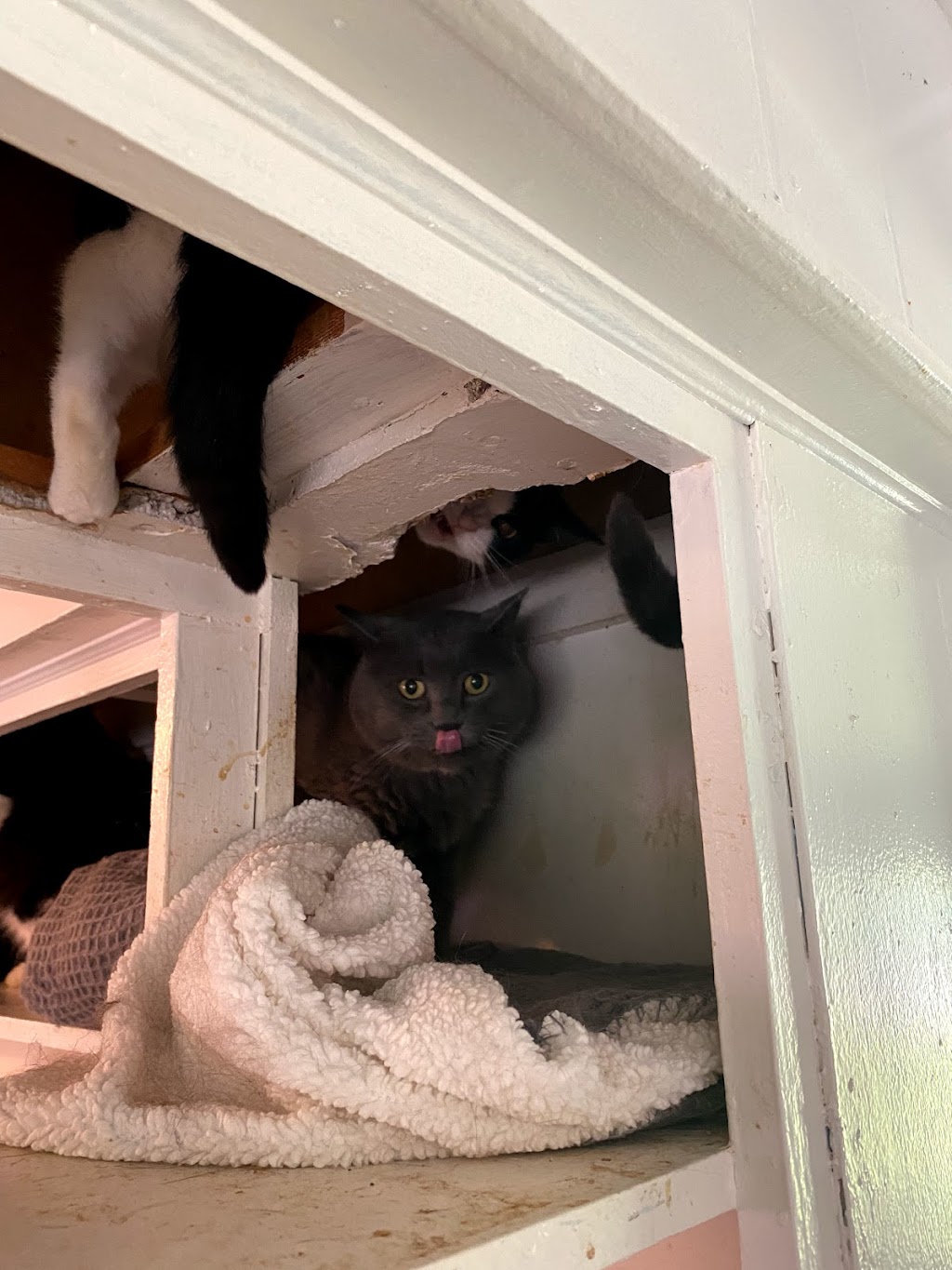Loyalist Humane Society | 1297 County Rd 4, Prince Edward, ON K0K 2T0, Canada | Phone: (613) 476-4951