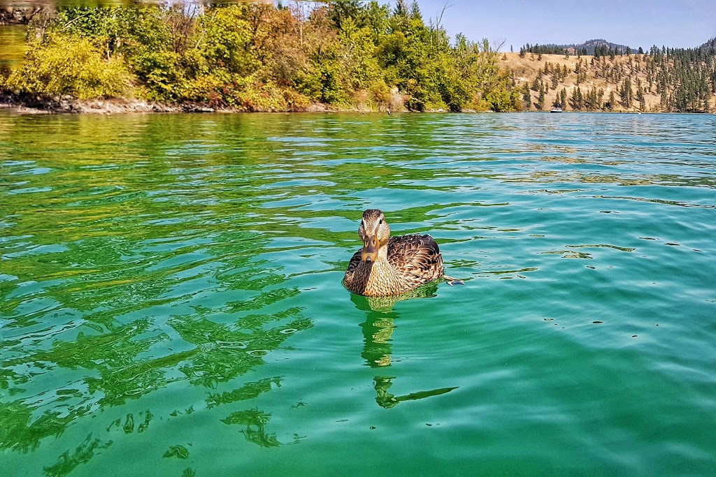 Kaloya Regional Park | 16061 Trask Rd, Lake Country, BC V4V 2H9, Canada | Phone: (250) 469-6232