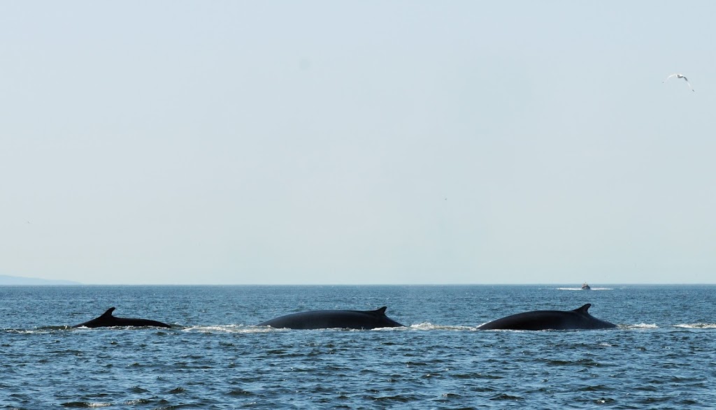 Saguenay-St-Lawrence Marine Park | 182 Rue de lÉglise, Tadoussac, QC G0T 2A0, Canada | Phone: (418) 235-4703