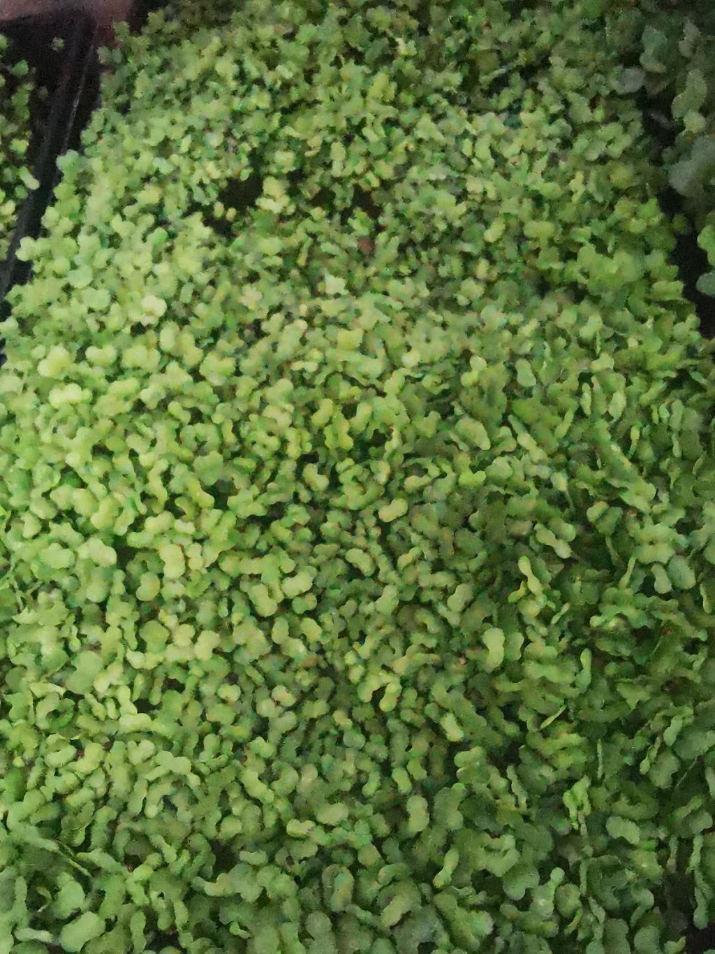 VEGGIES ON PARR | 77642 Parr Line, Clinton, ON N0M 1L0, Canada | Phone: (519) 525-6933