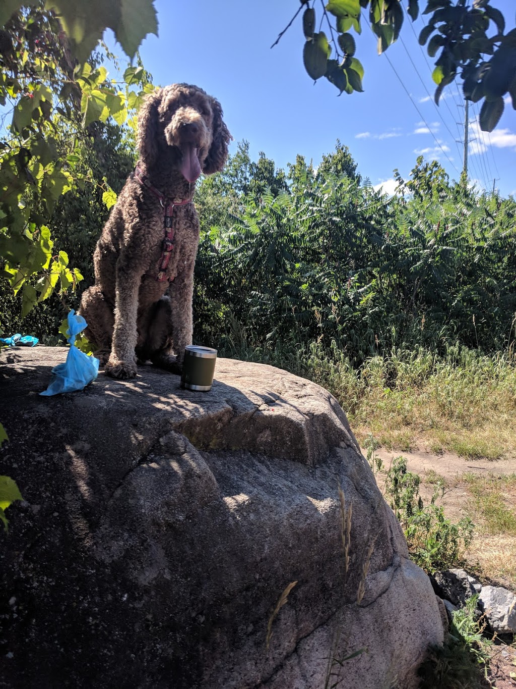 Stittsville Dog Park | Trans Canada Trail, Stittsville, ON K2S 0G8, Canada