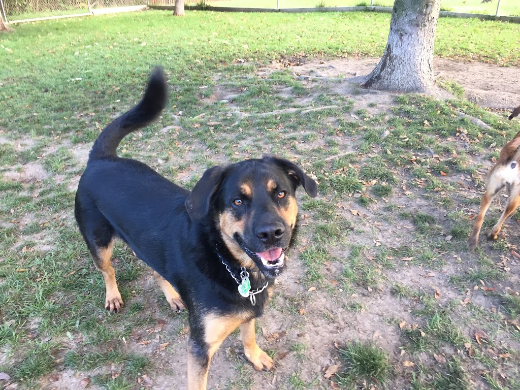 Tail Waggin Dog Ranch | 20676 Muncey Rd, Muncey, ON N0L 1Y0, Canada | Phone: (519) 264-0951