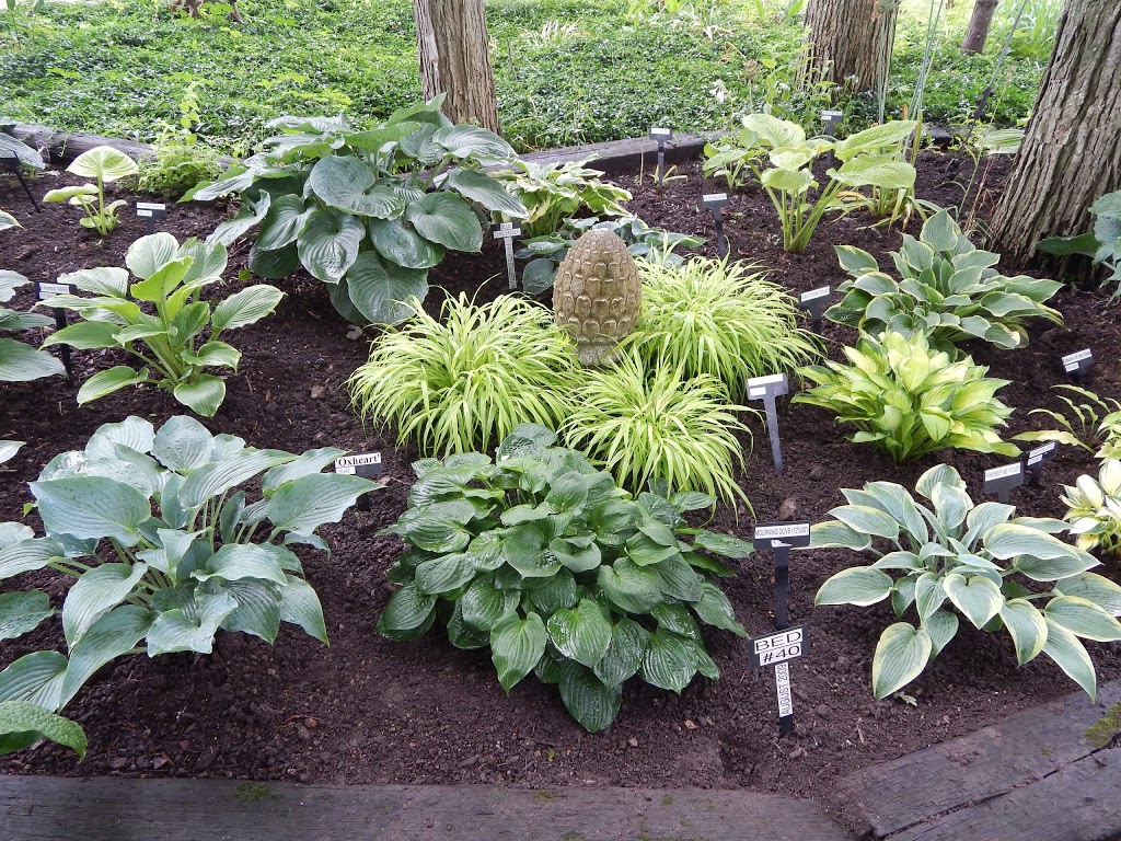 Hosta Choice Gardens | 4897 Irish Dr, Appin, ON N0L 1A0, Canada | Phone: (519) 289-5471