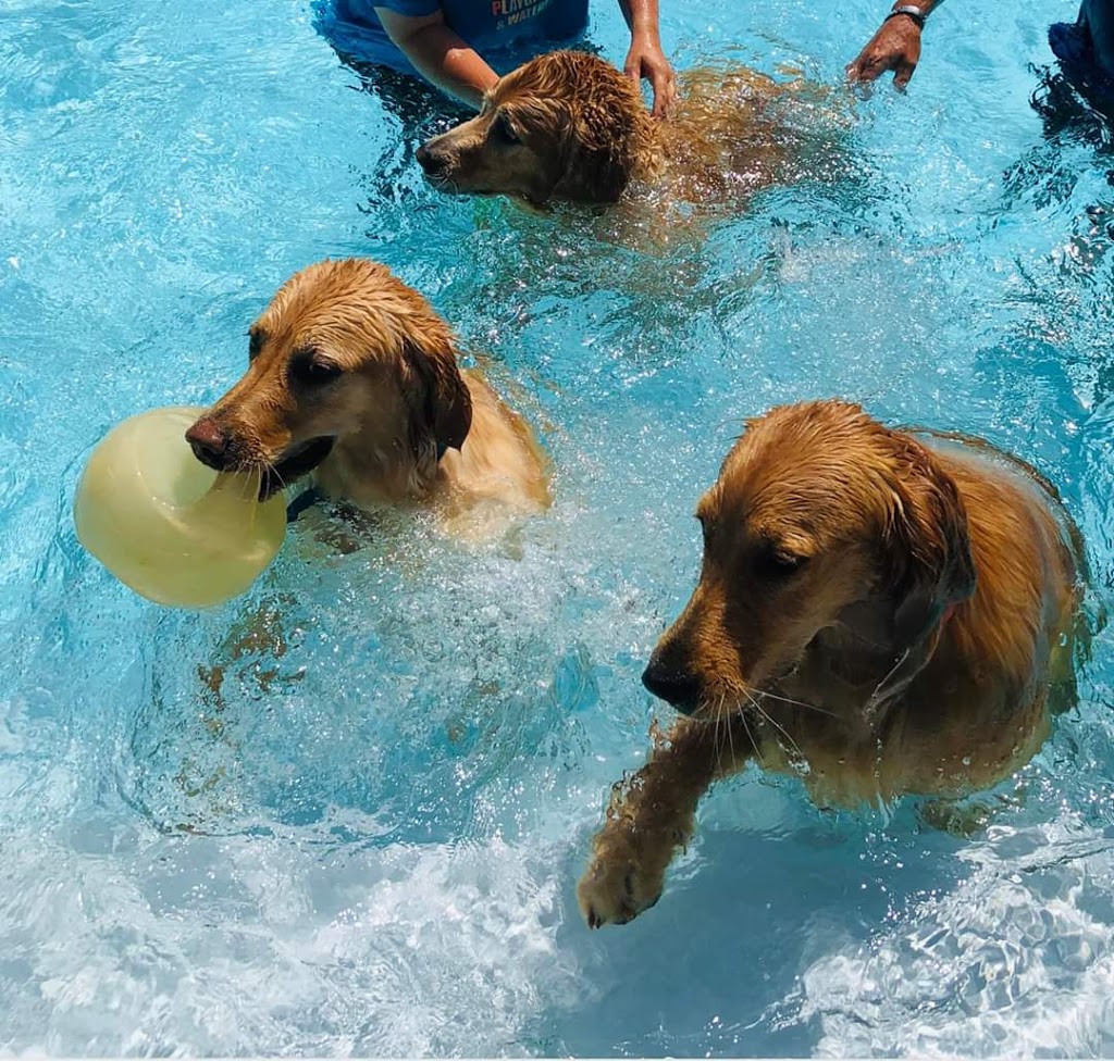 Chriss Dog Hotel No Cages Luxury Pet Resort | 1205 Moira St W, Belleville, ON K8R 1G1, Canada | Phone: (613) 968-4004