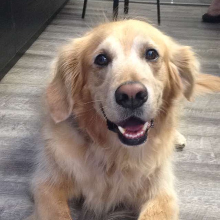 Chews Raw Pet Food | 287 Dundas St E, Waterdown, ON L0R 2H0, Canada | Phone: (905) 407-8018